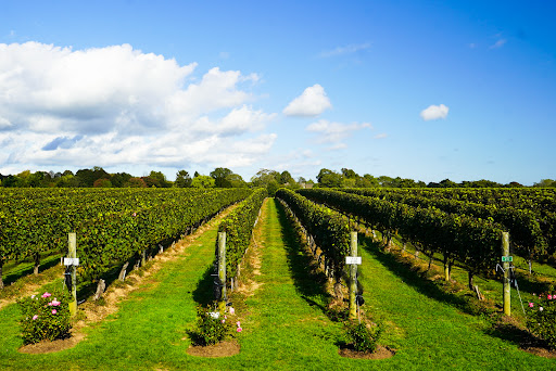 Wölffer Estate Vineyard
